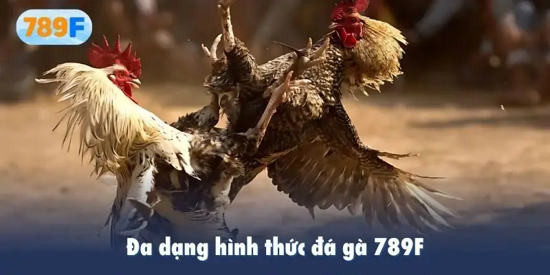Đa dạng hình thức đá gà 789F